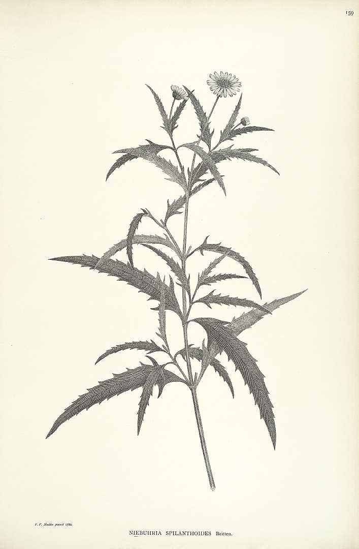 no HD illustration available (m1)
