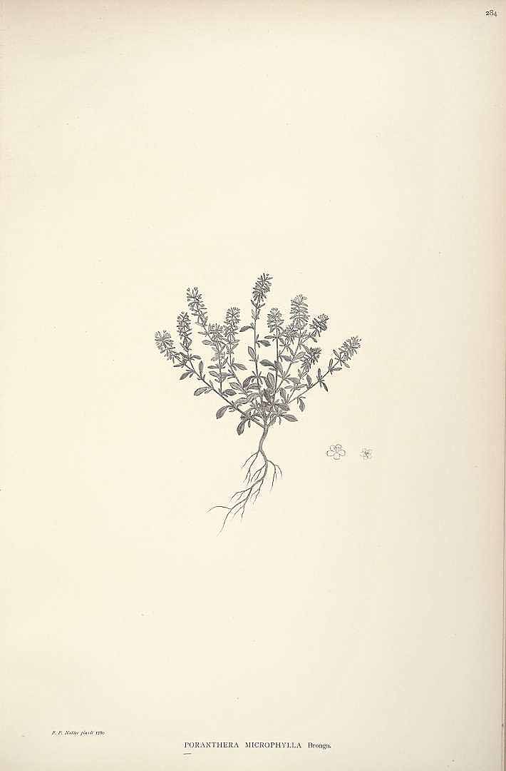 no HD illustration available (3)