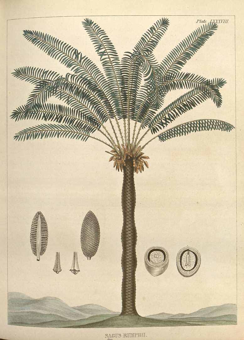 no HD illustration available (3)