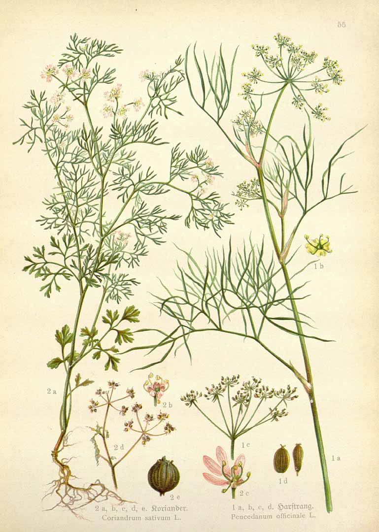 no HD illustration available (3)