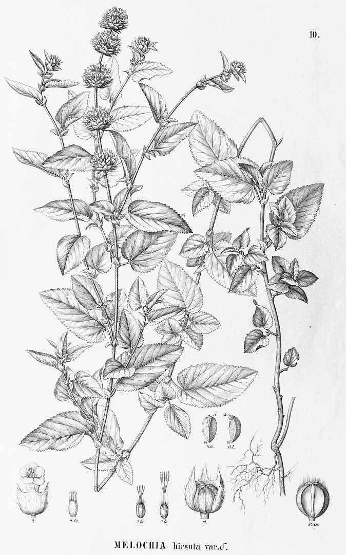no HD illustration available (m1)
