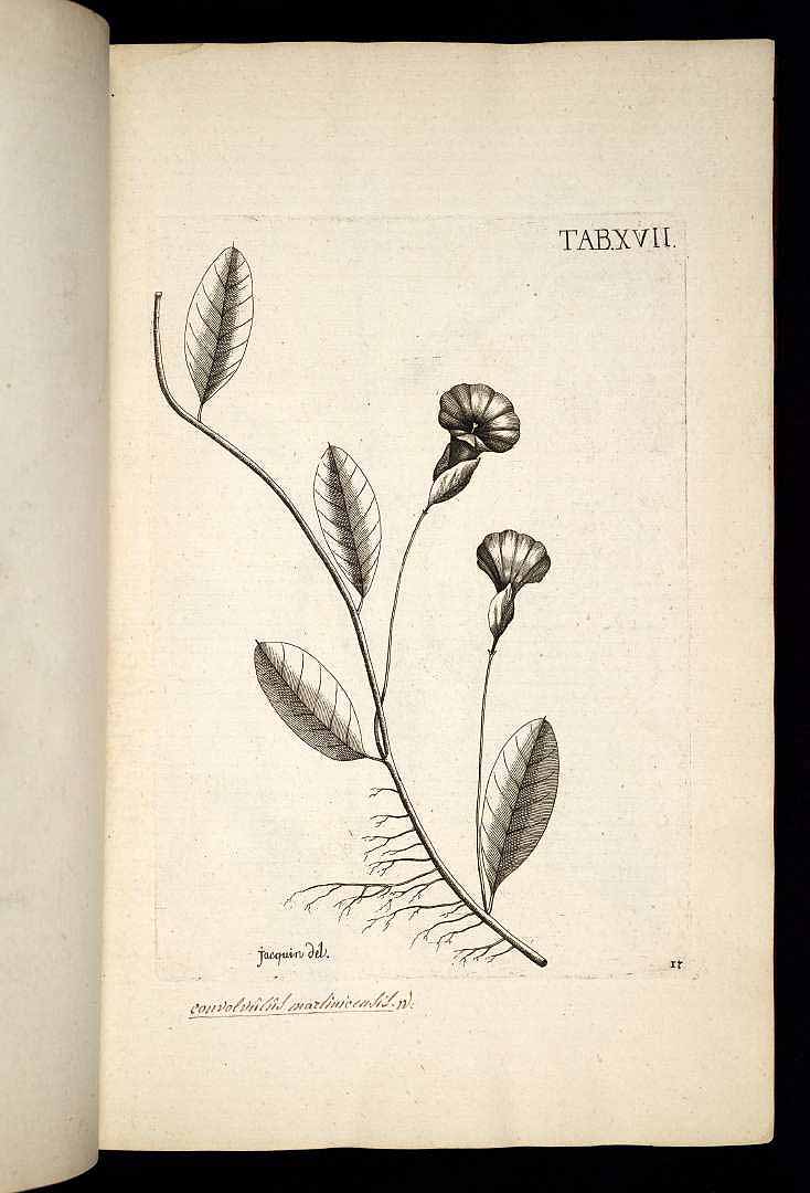 no HD illustration available (3)