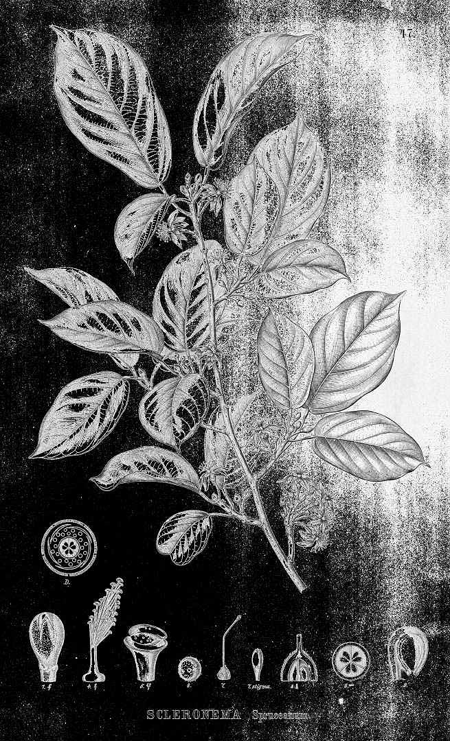 no HD illustration available (m1)