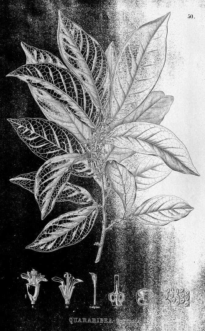 no HD illustration available (m1)