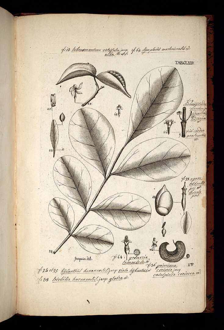 no HD illustration available (m1)