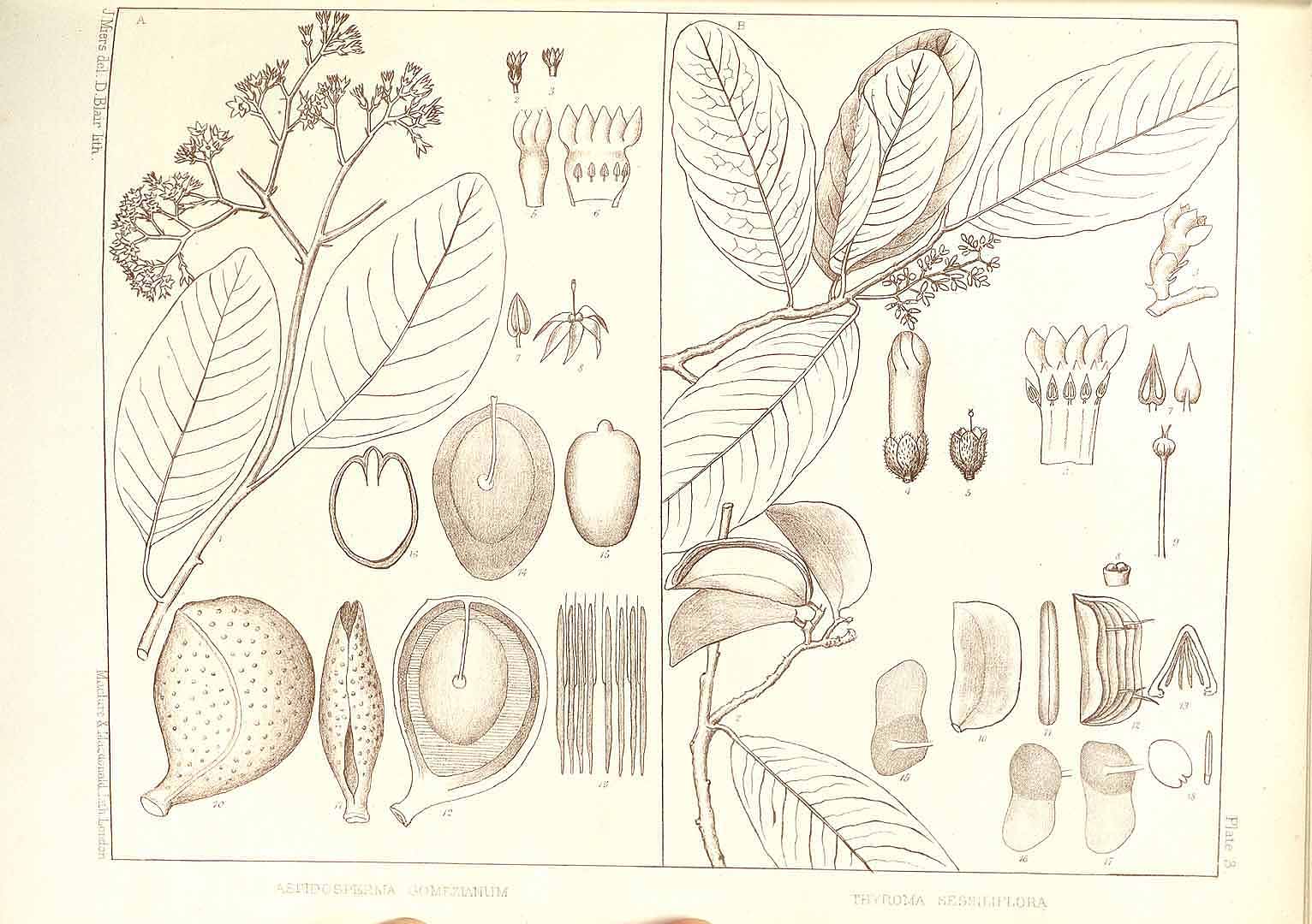 no HD illustration available (m2)
