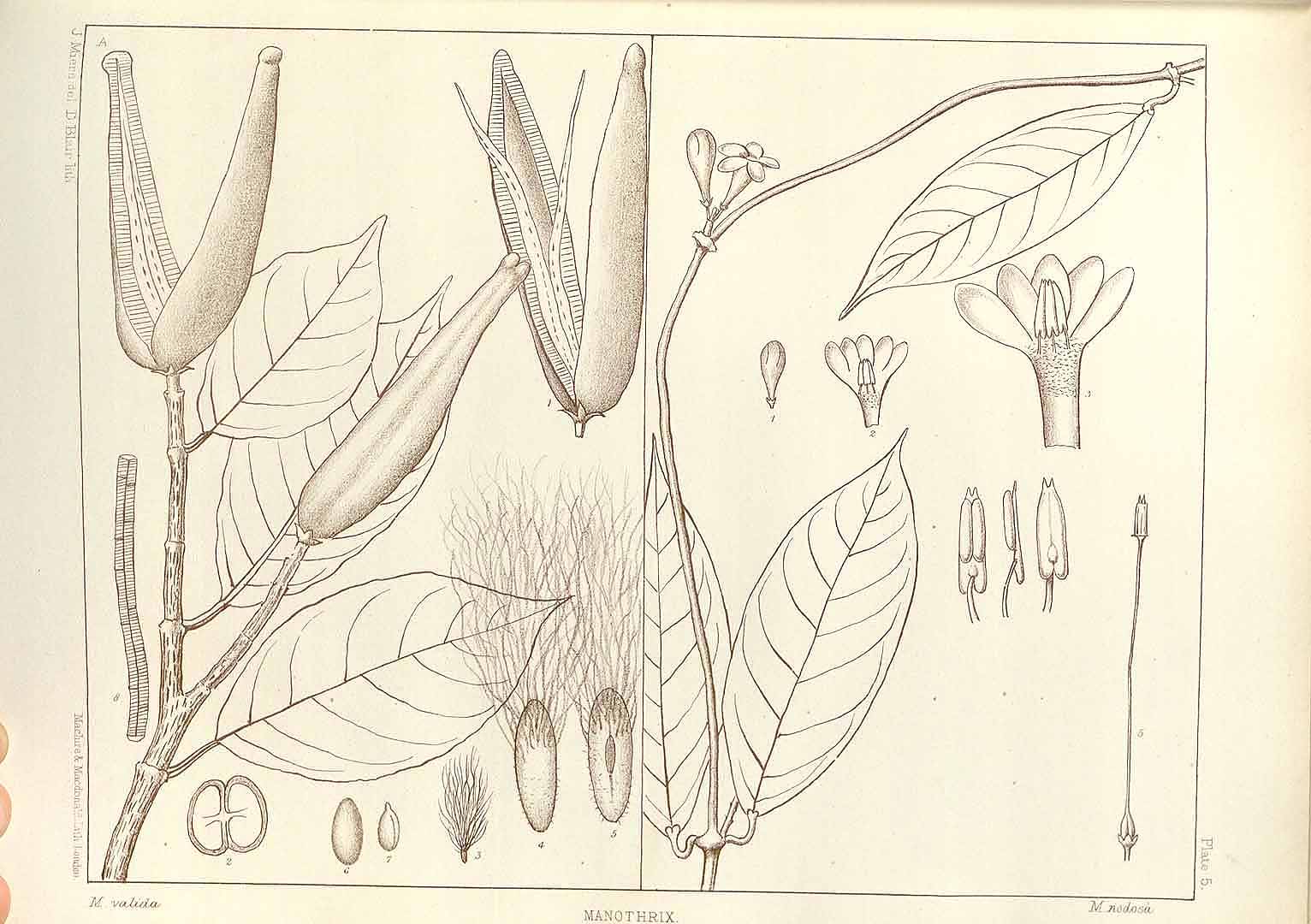 no HD illustration available (m2)