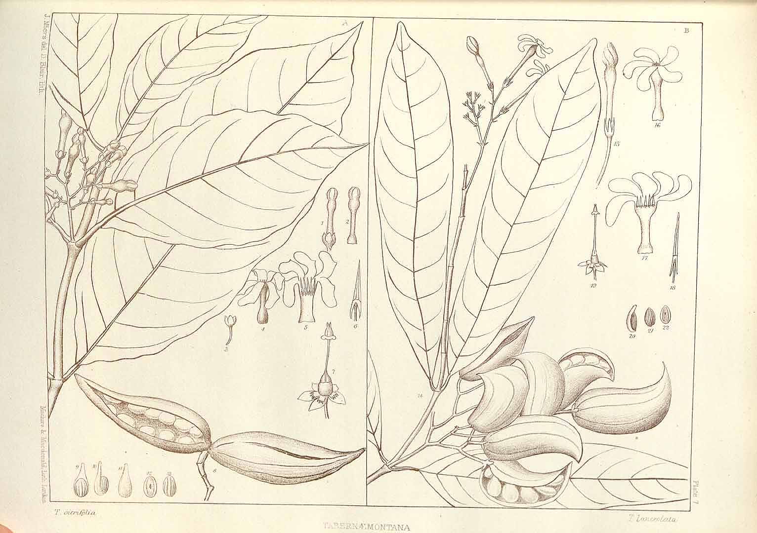 no HD illustration available (m2)