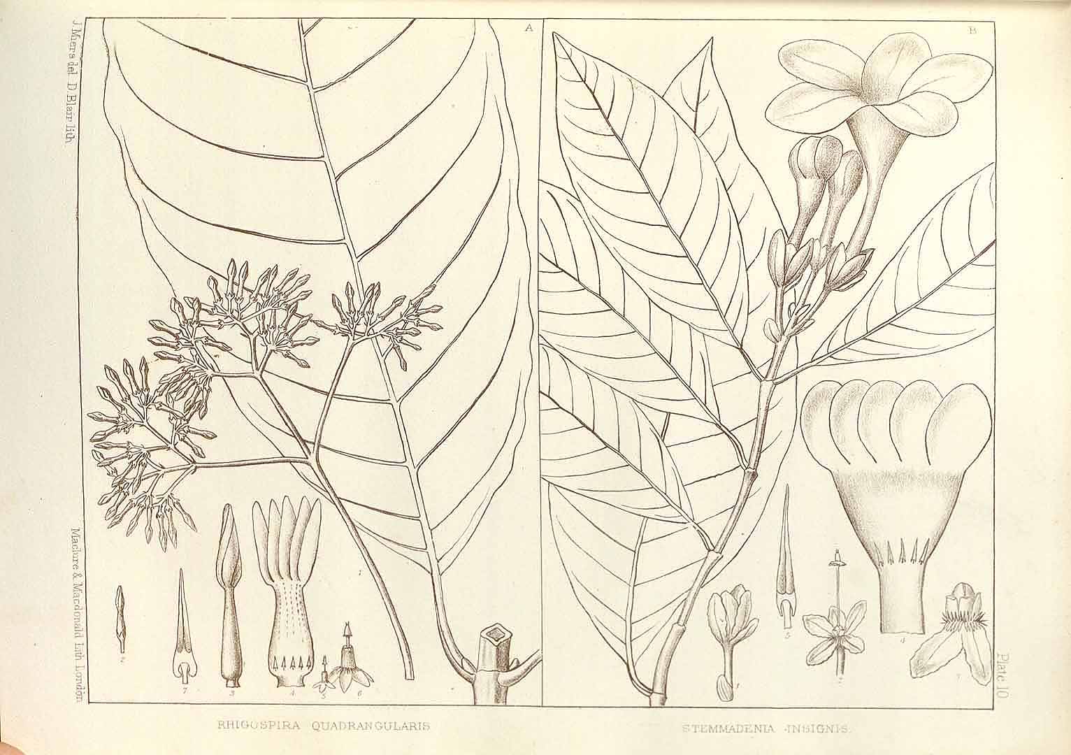 no HD illustration available (m2)