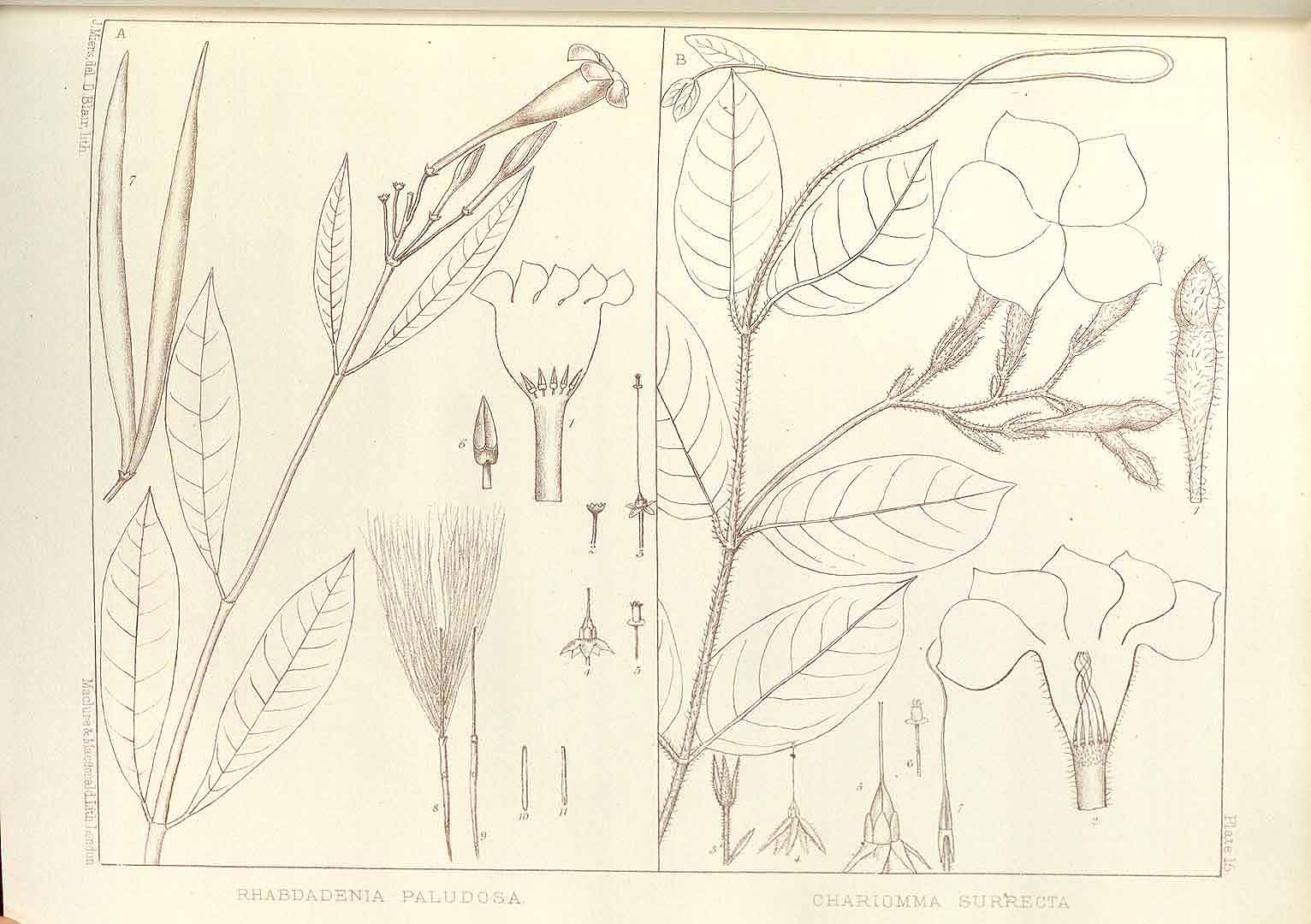 no HD illustration available (m2)