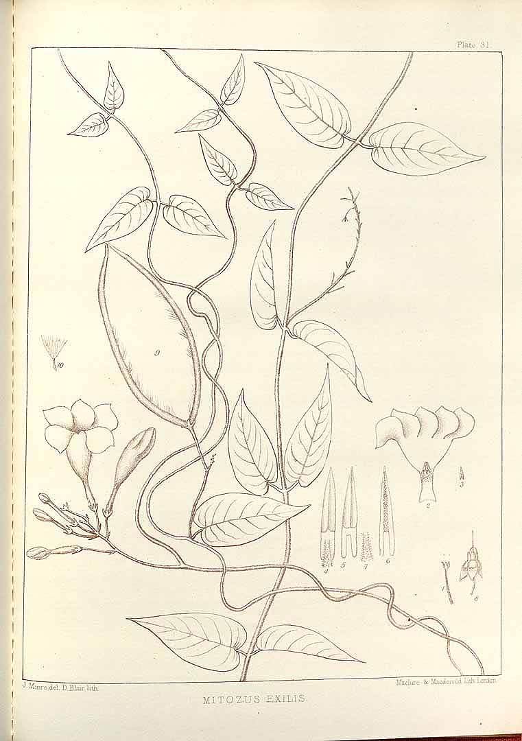 no HD illustration available (m1)
