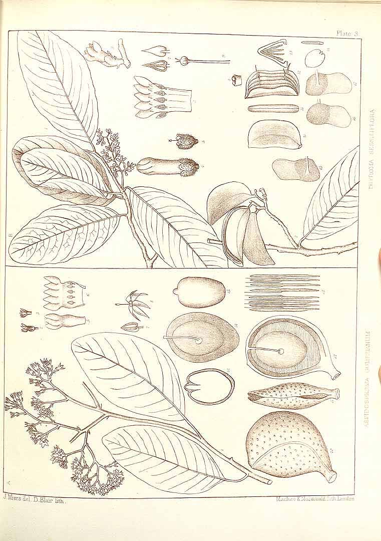 no HD illustration available (m1)