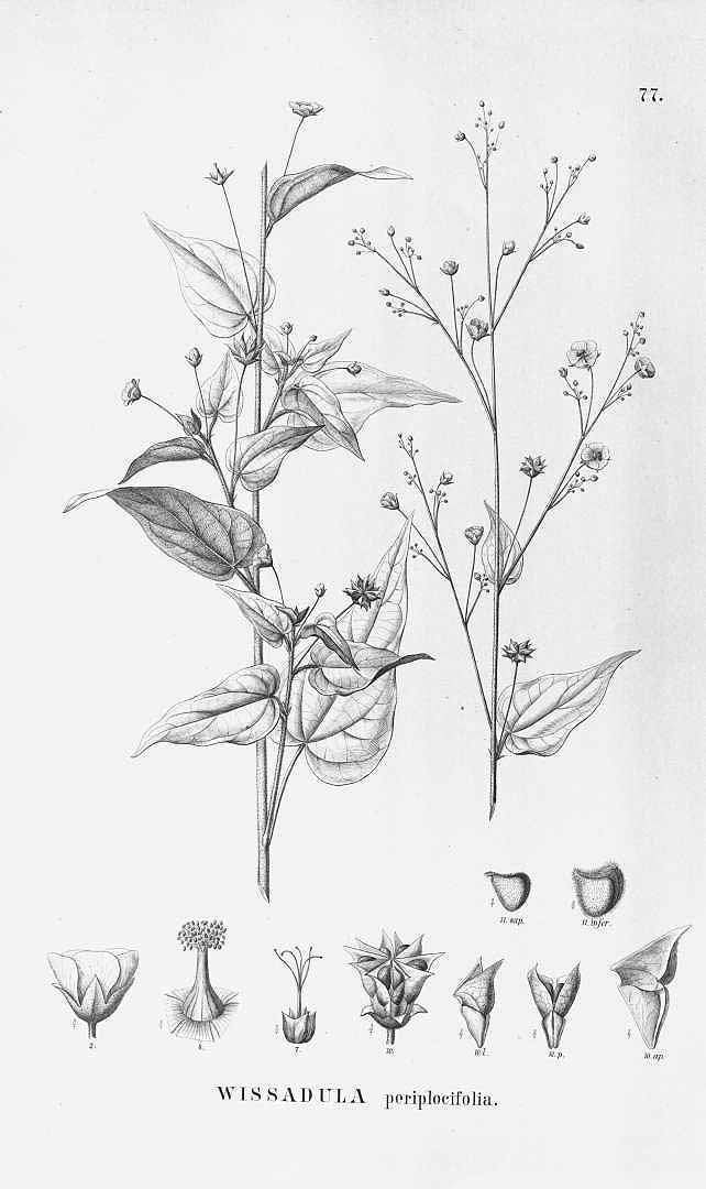 no HD illustration available (3)