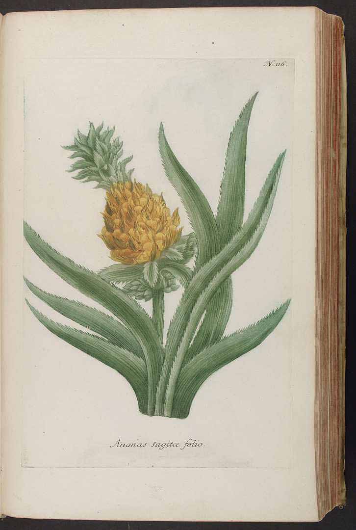 no HD illustration available (3)