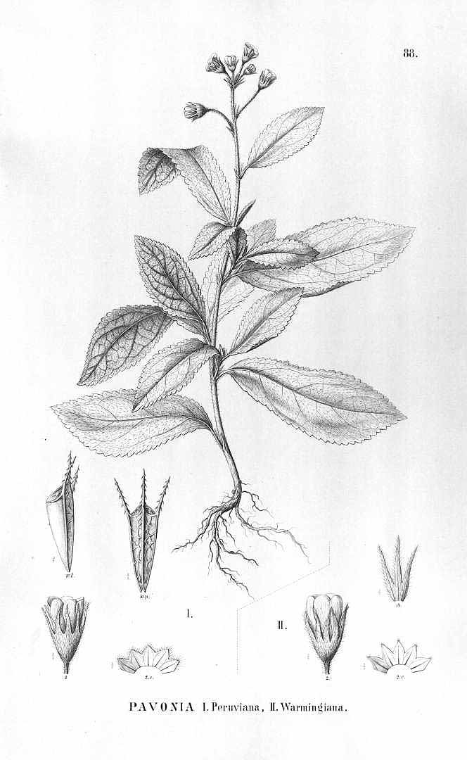no HD illustration available (m1)