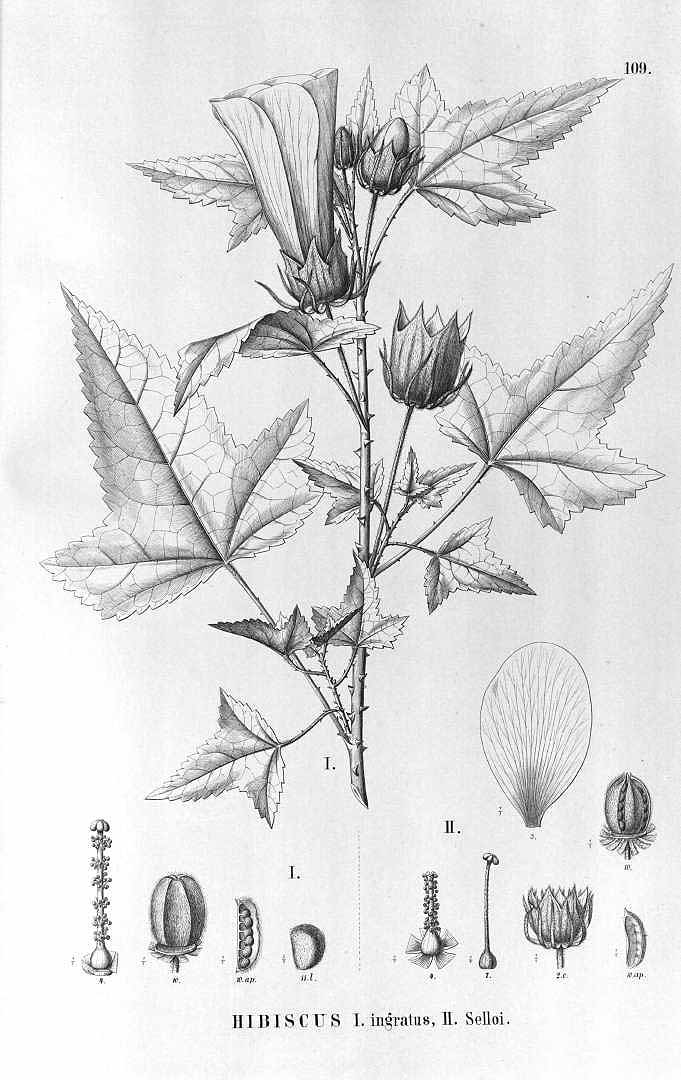 no HD illustration available (m1)