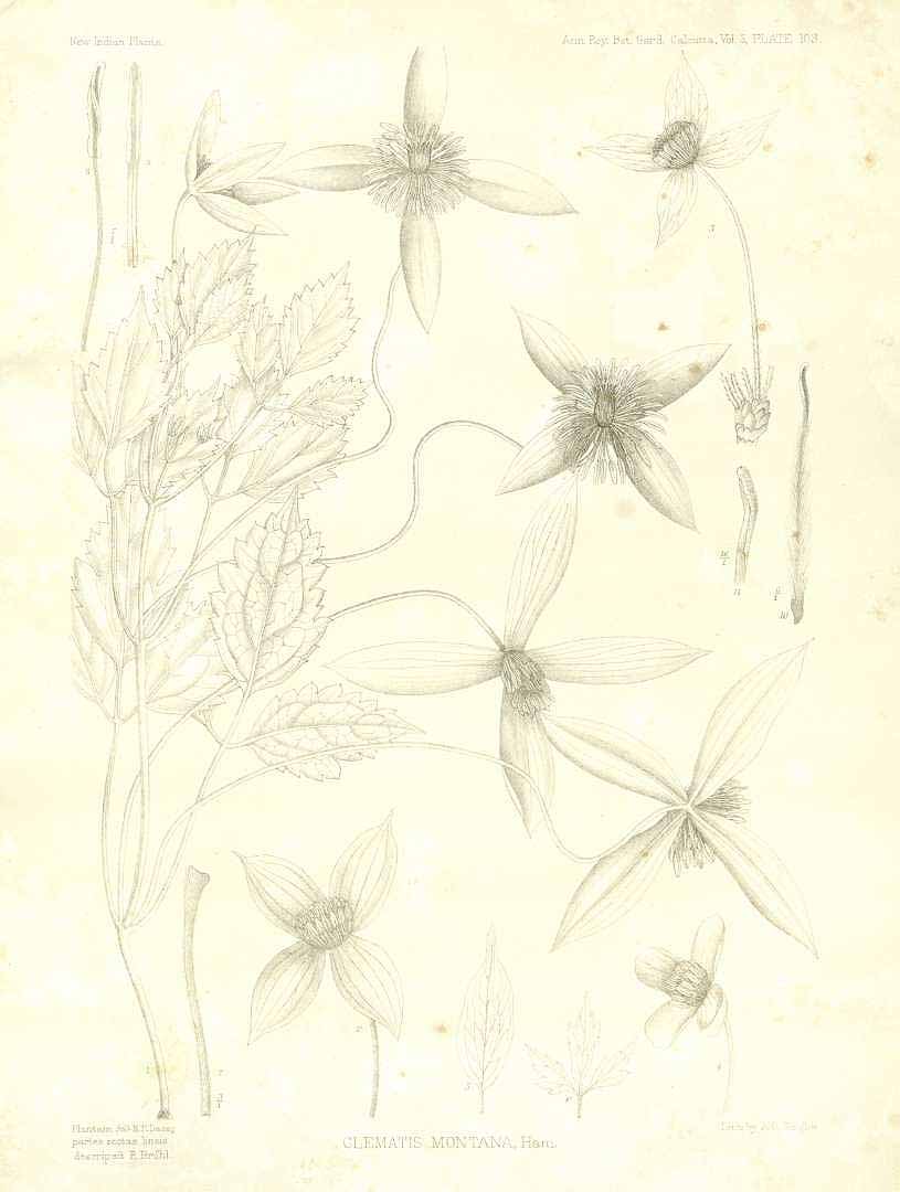 no HD illustration available (3)