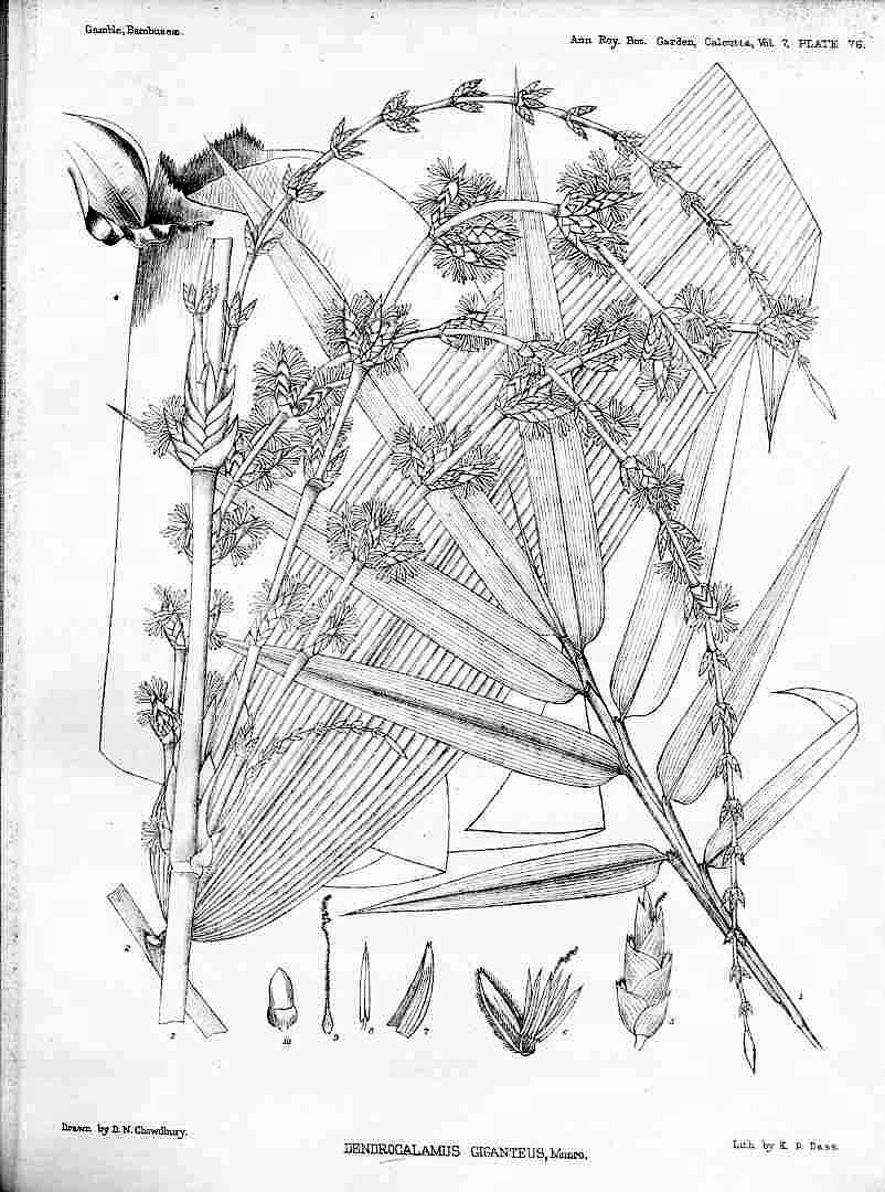 no HD illustration available (3)