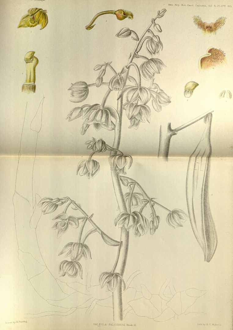no HD illustration available (m1)