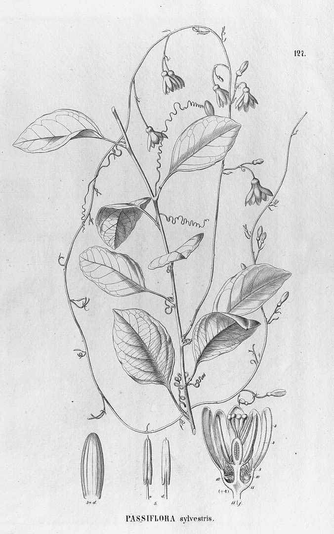 no HD illustration available (3)