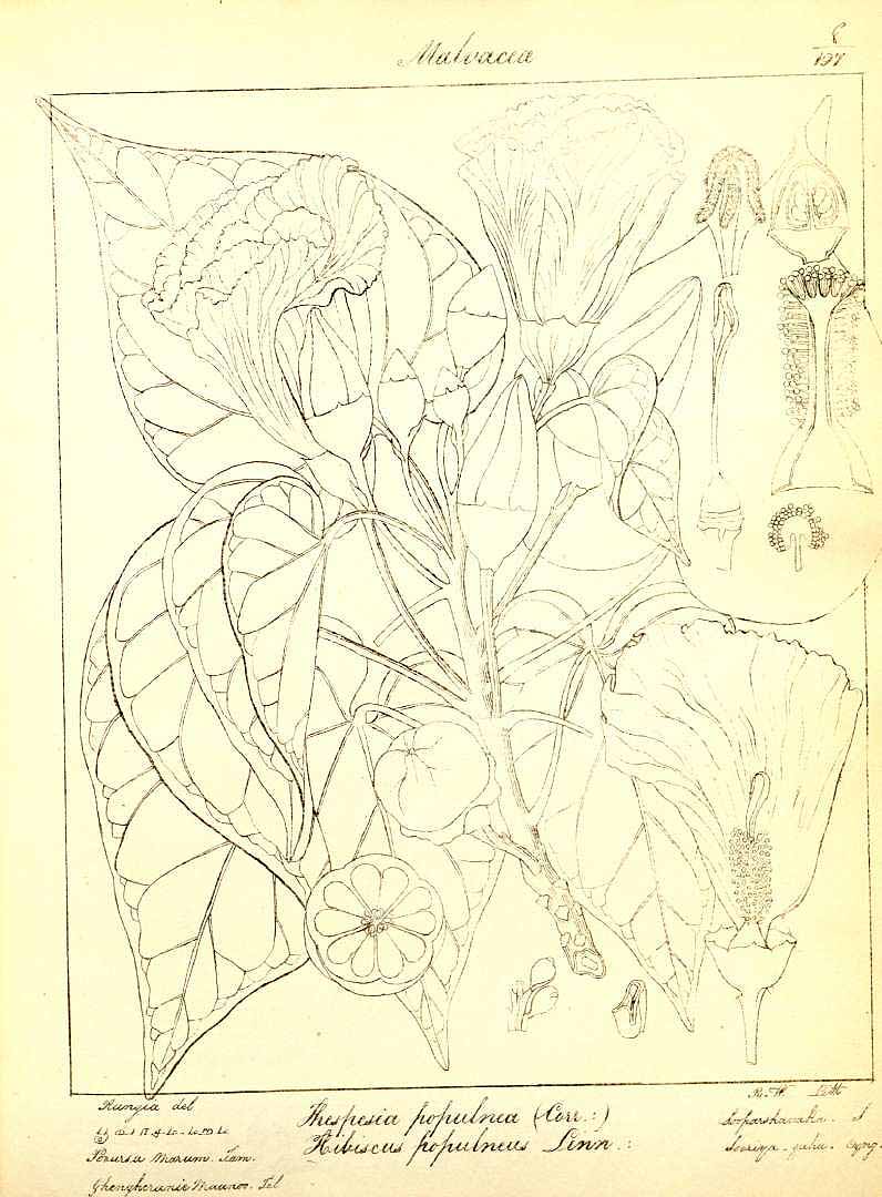 no HD illustration available (3)