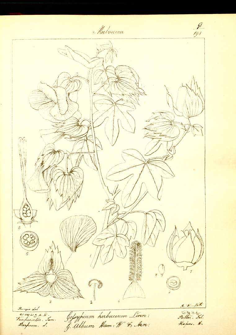 no HD illustration available (m1)