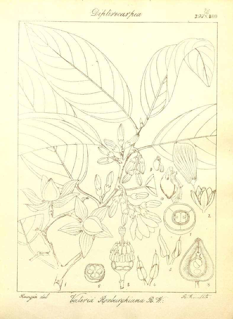 no HD illustration available (m1)