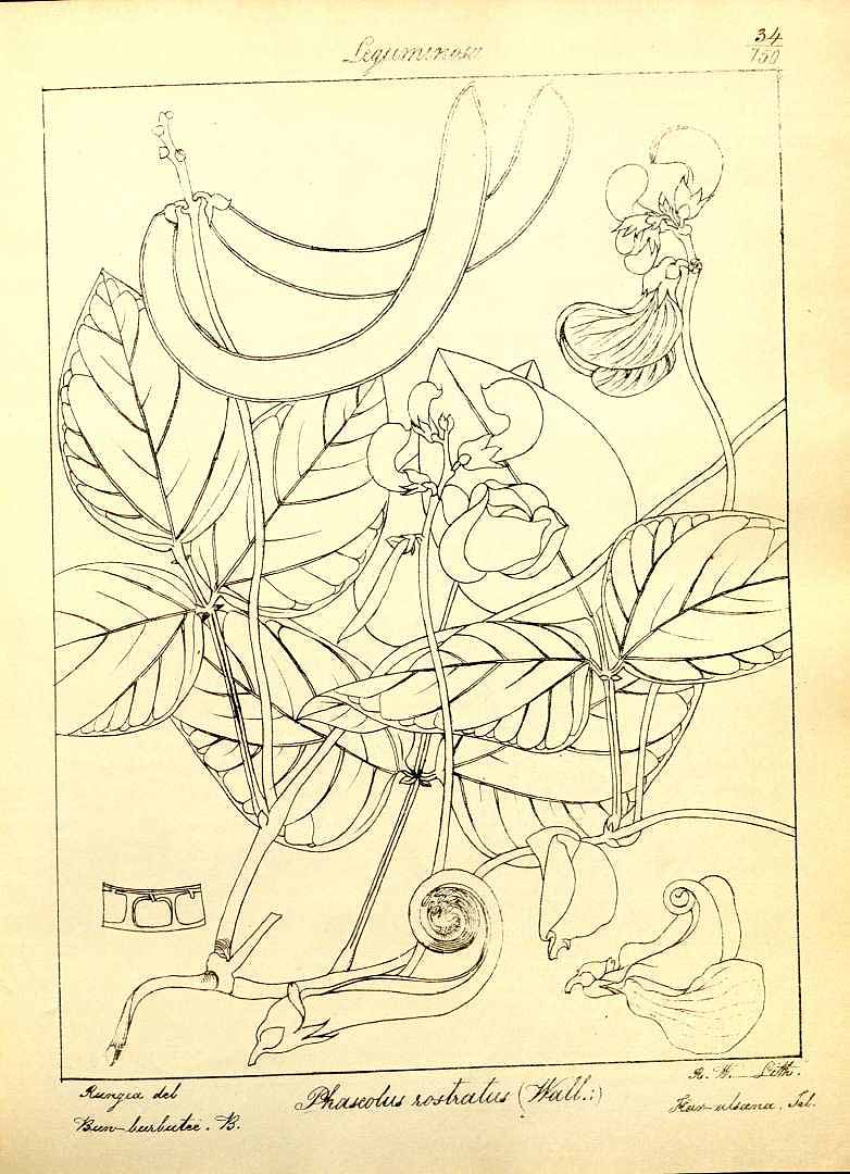 no HD illustration available (3)
