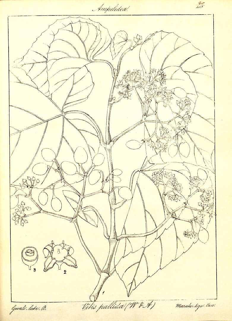 no HD illustration available (3)