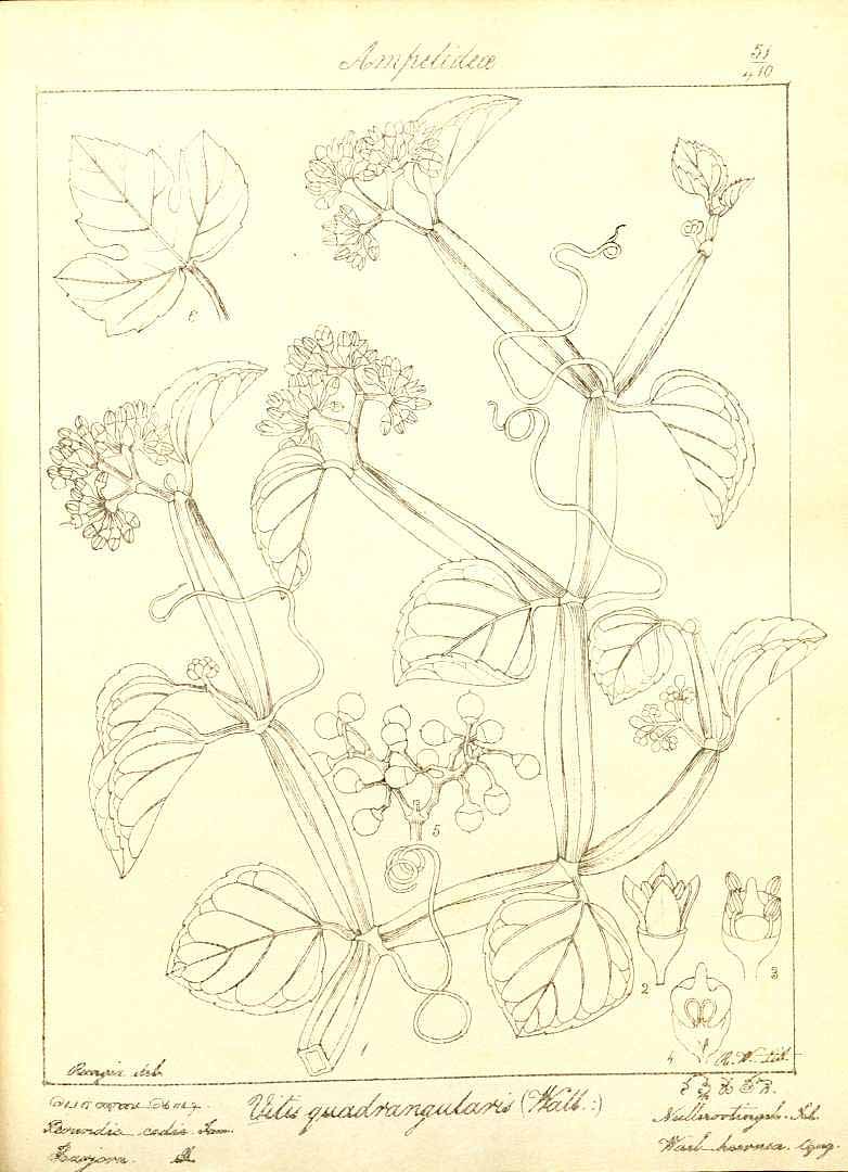 no HD illustration available (3)