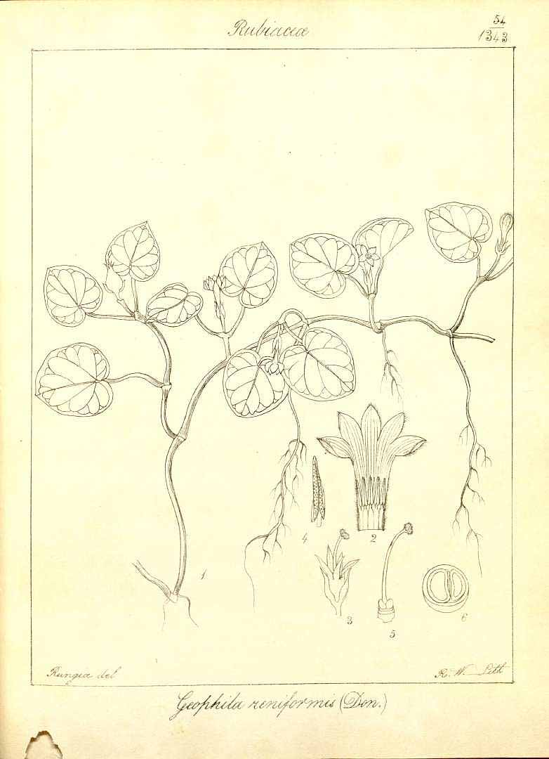 no HD illustration available (3)
