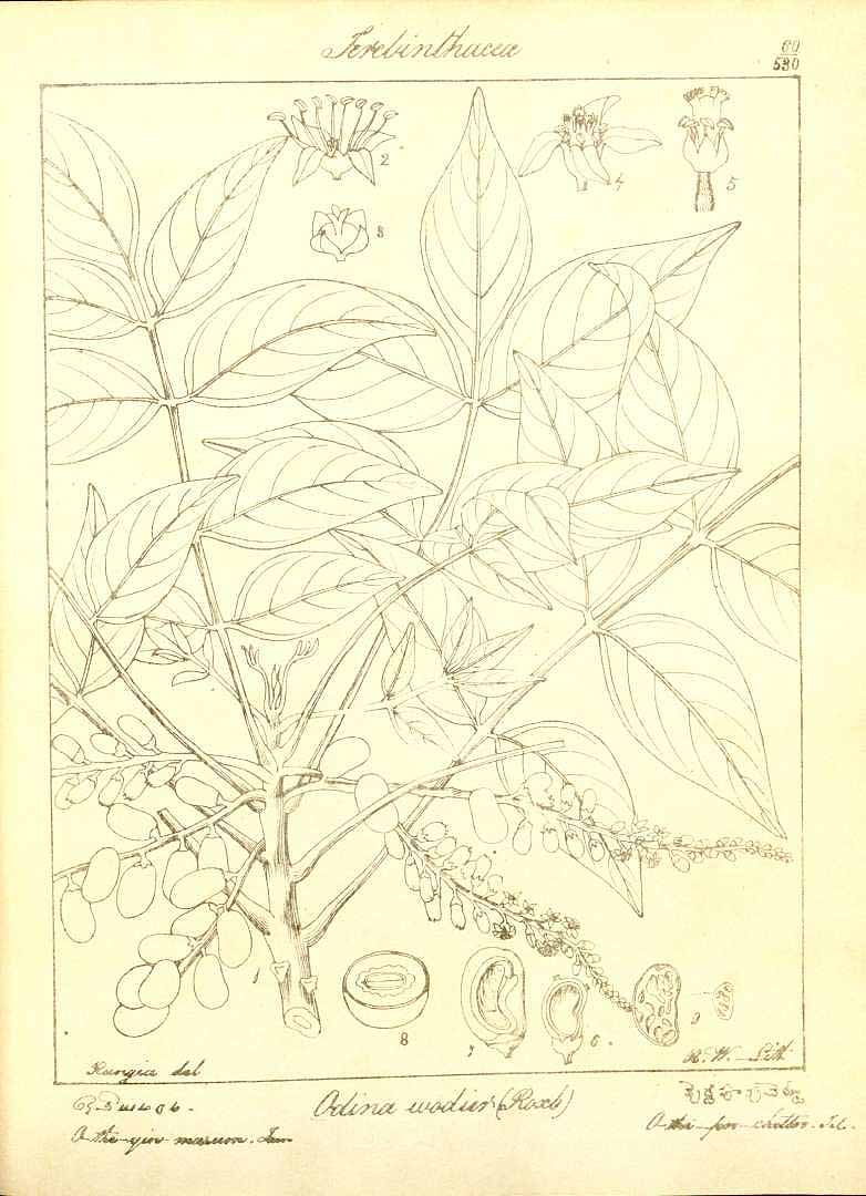 no HD illustration available (3)