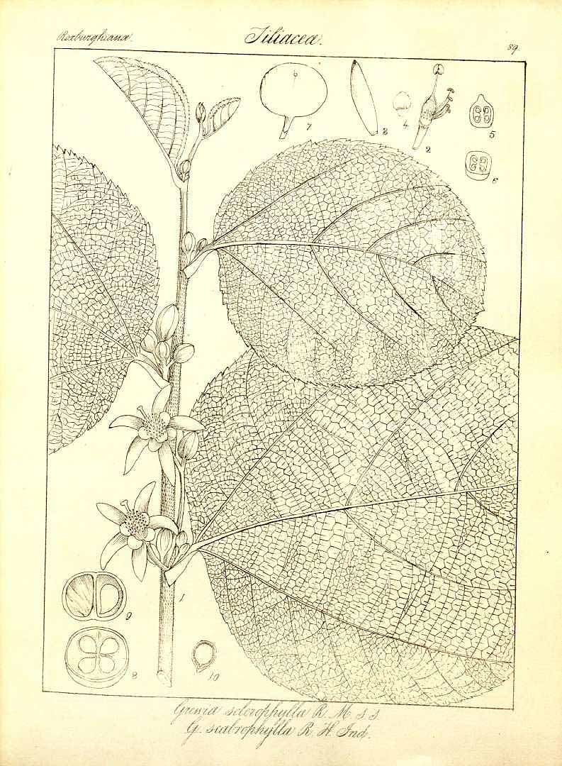 no HD illustration available (3)