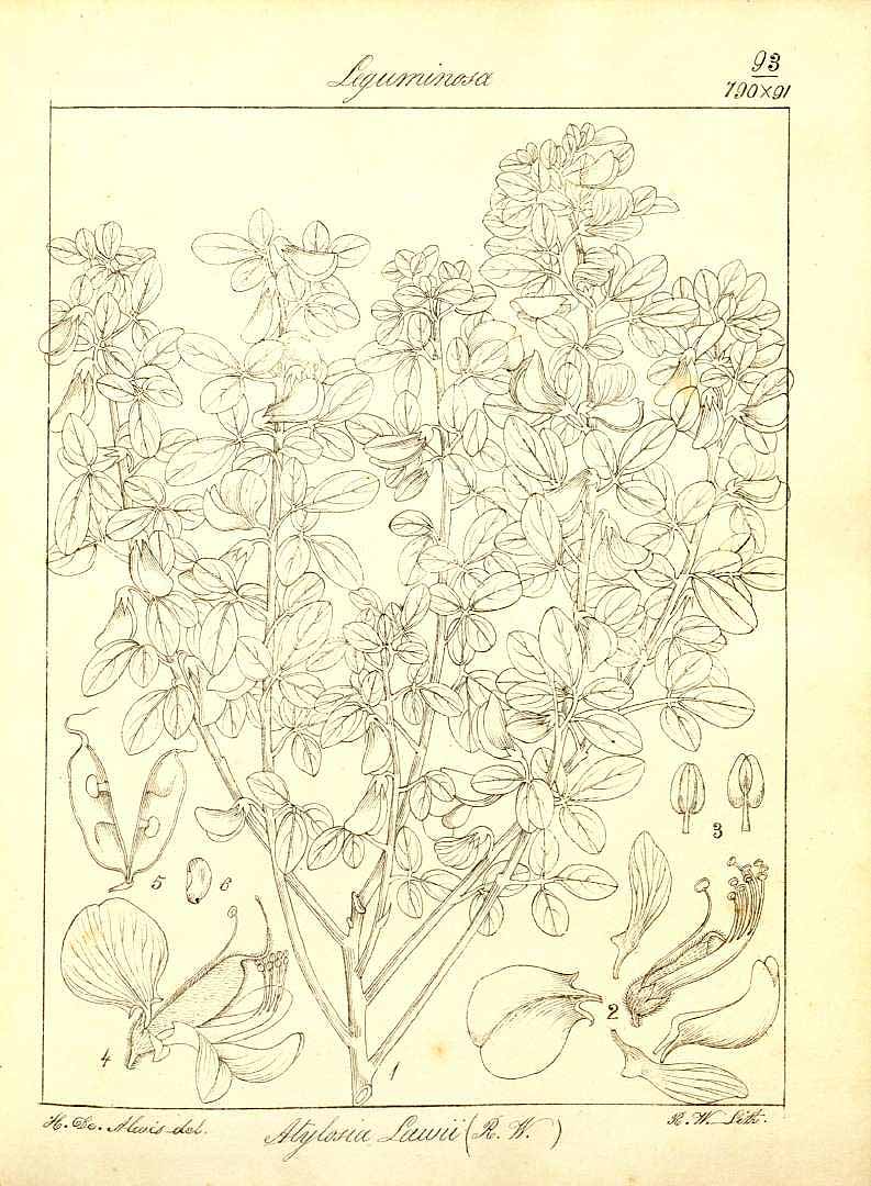 no HD illustration available (m1)