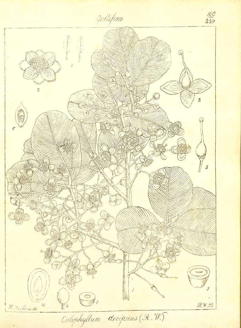 no HD illustration available (m1)
