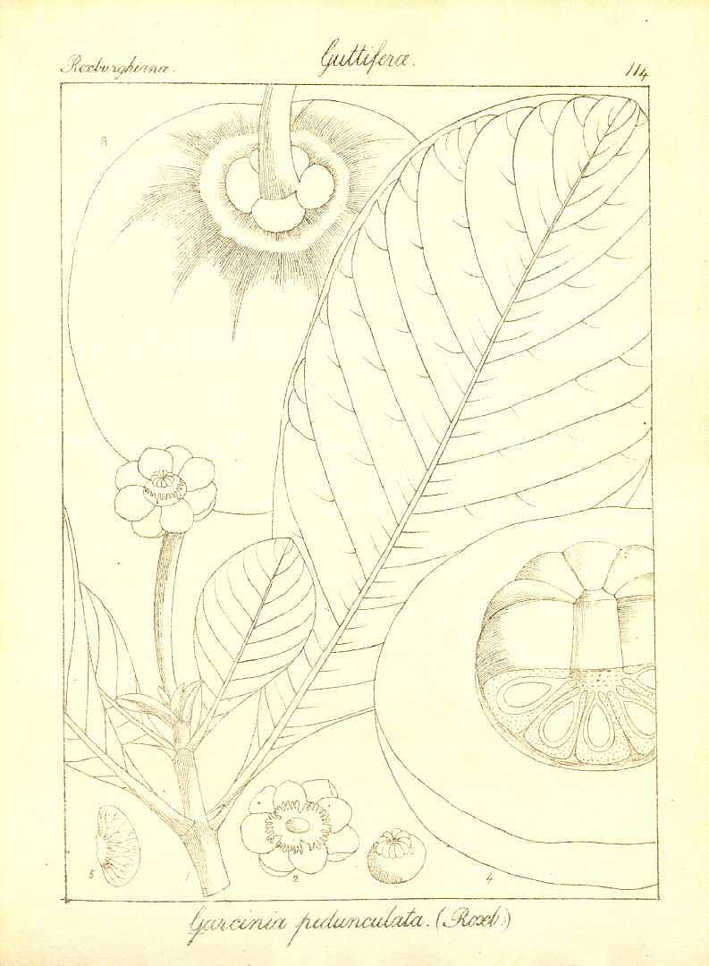 no HD illustration available (m1)