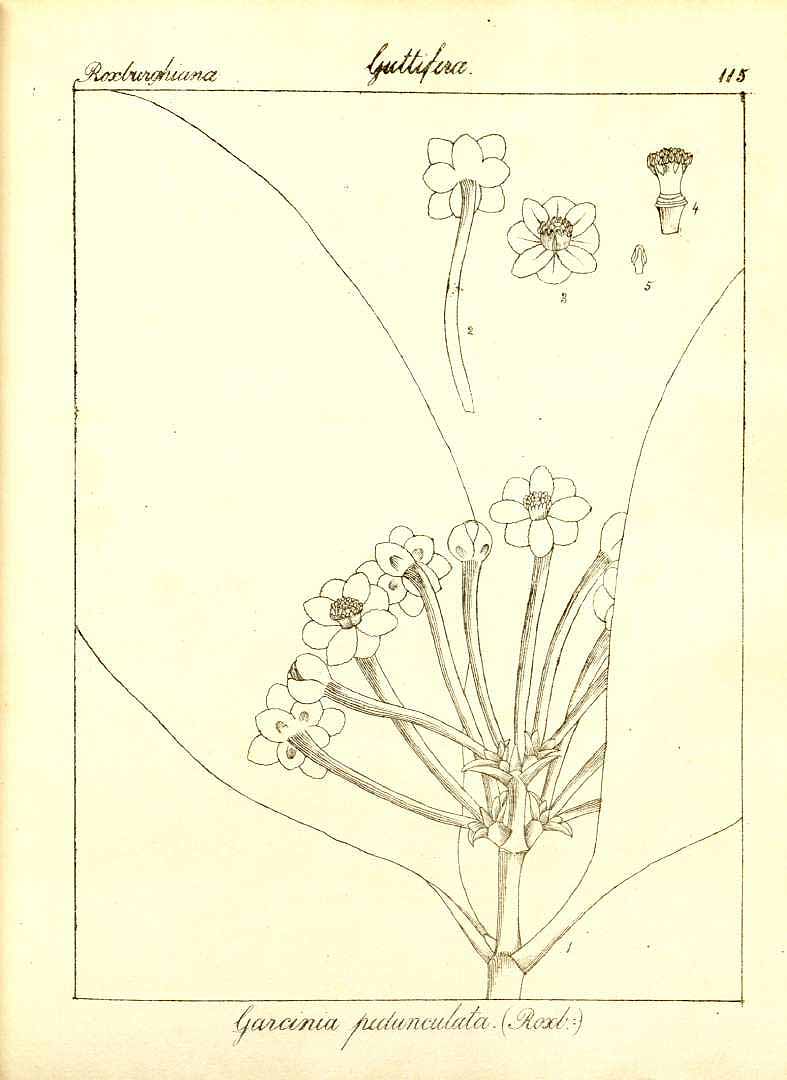 no HD illustration available (m1)