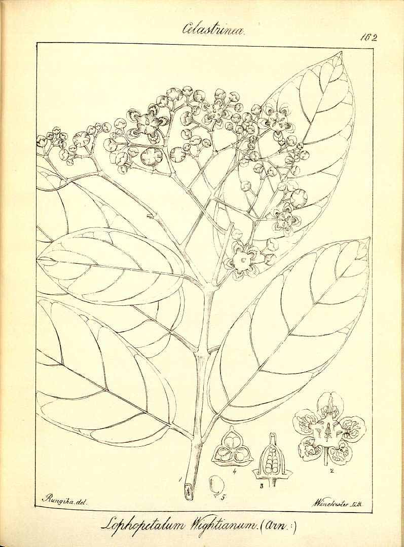 no HD illustration available (m1)