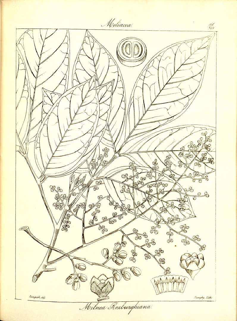 no HD illustration available (3)