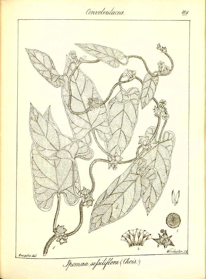 no HD illustration available (3)