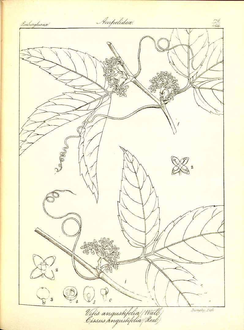 no HD illustration available (m1)