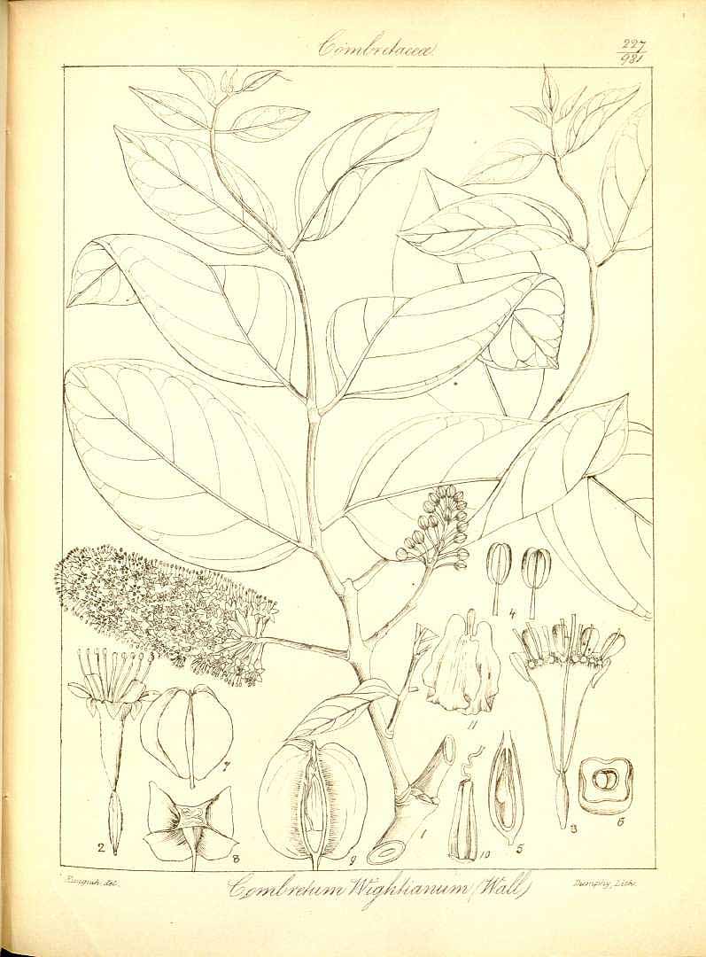 no HD illustration available (3)