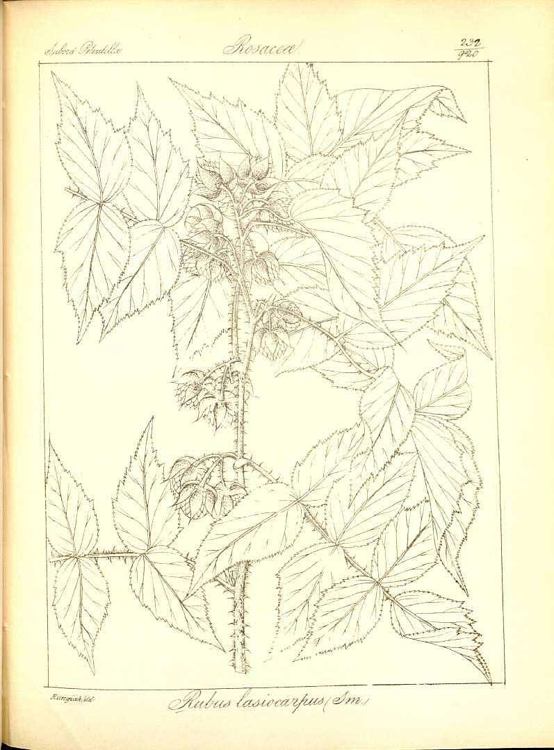 no HD illustration available (m1)