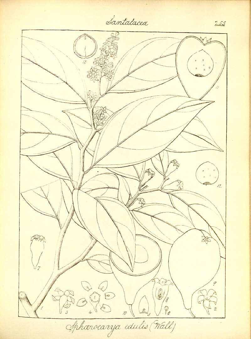 no HD illustration available (3)