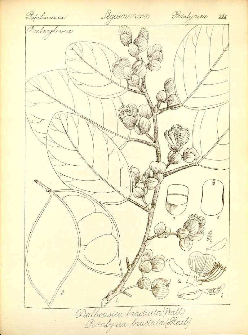 no HD illustration available (3)
