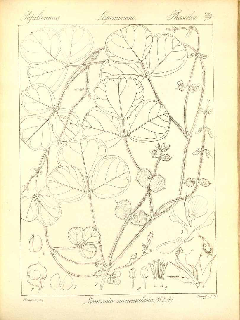 no HD illustration available (m1)