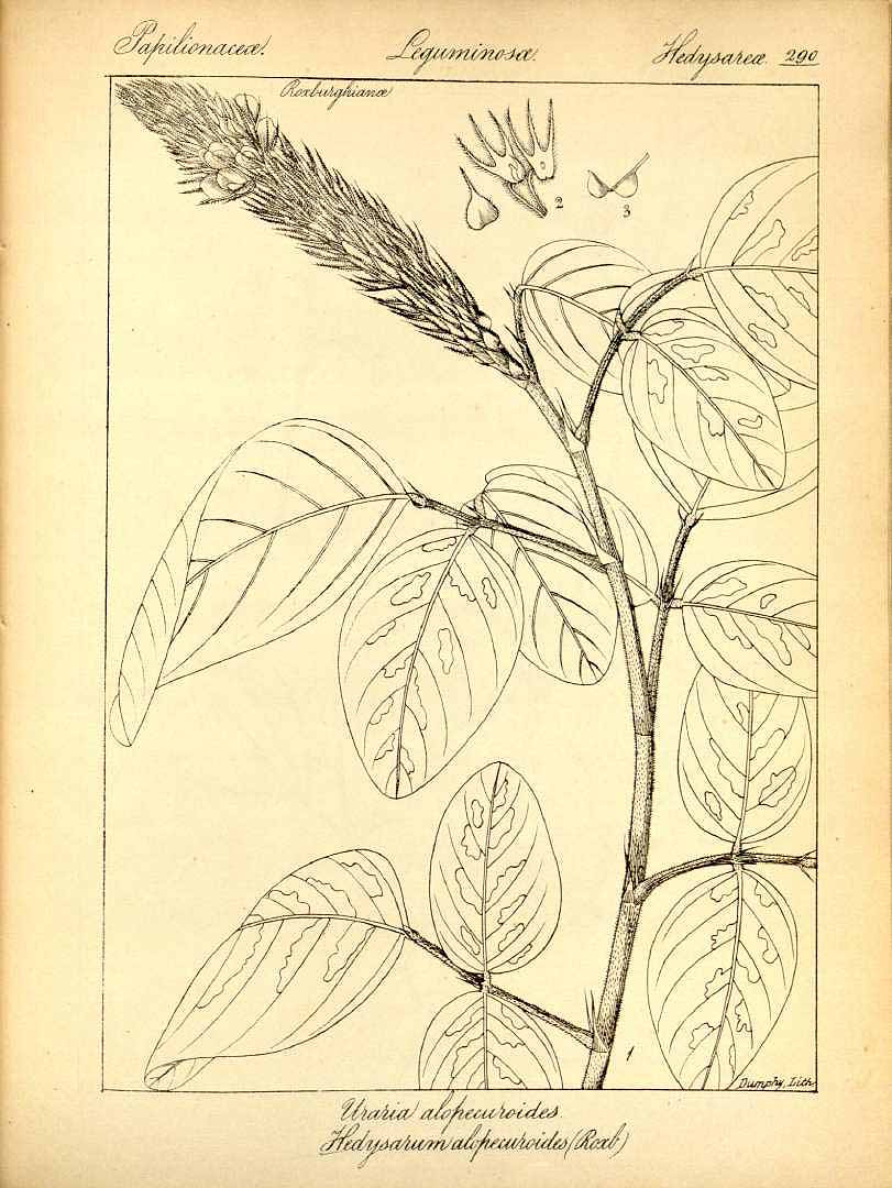no HD illustration available (m1)
