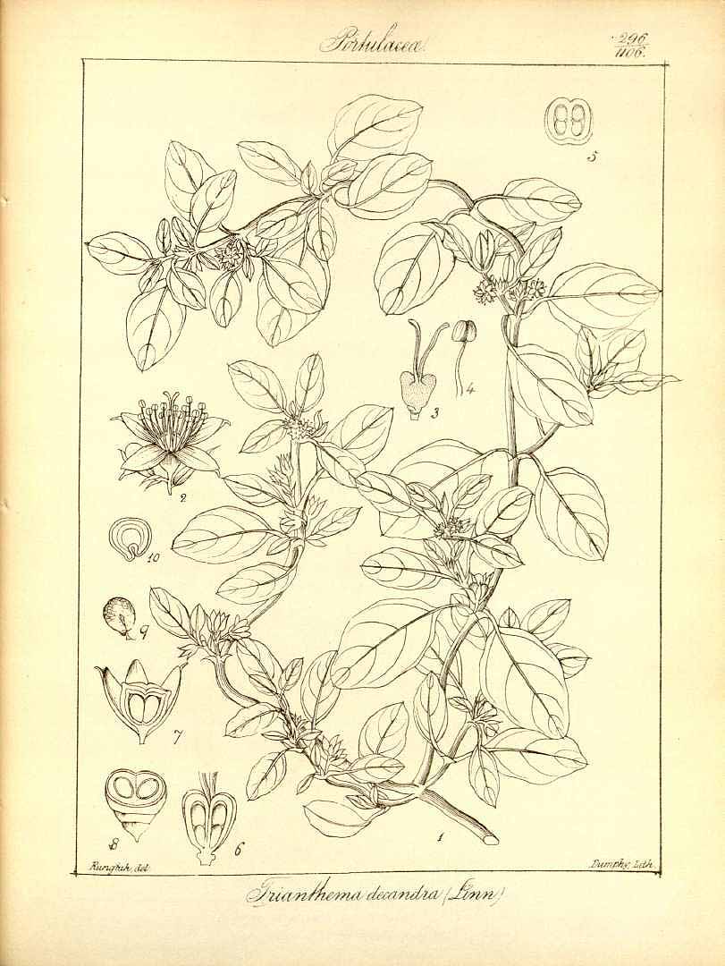 no HD illustration available (m1)