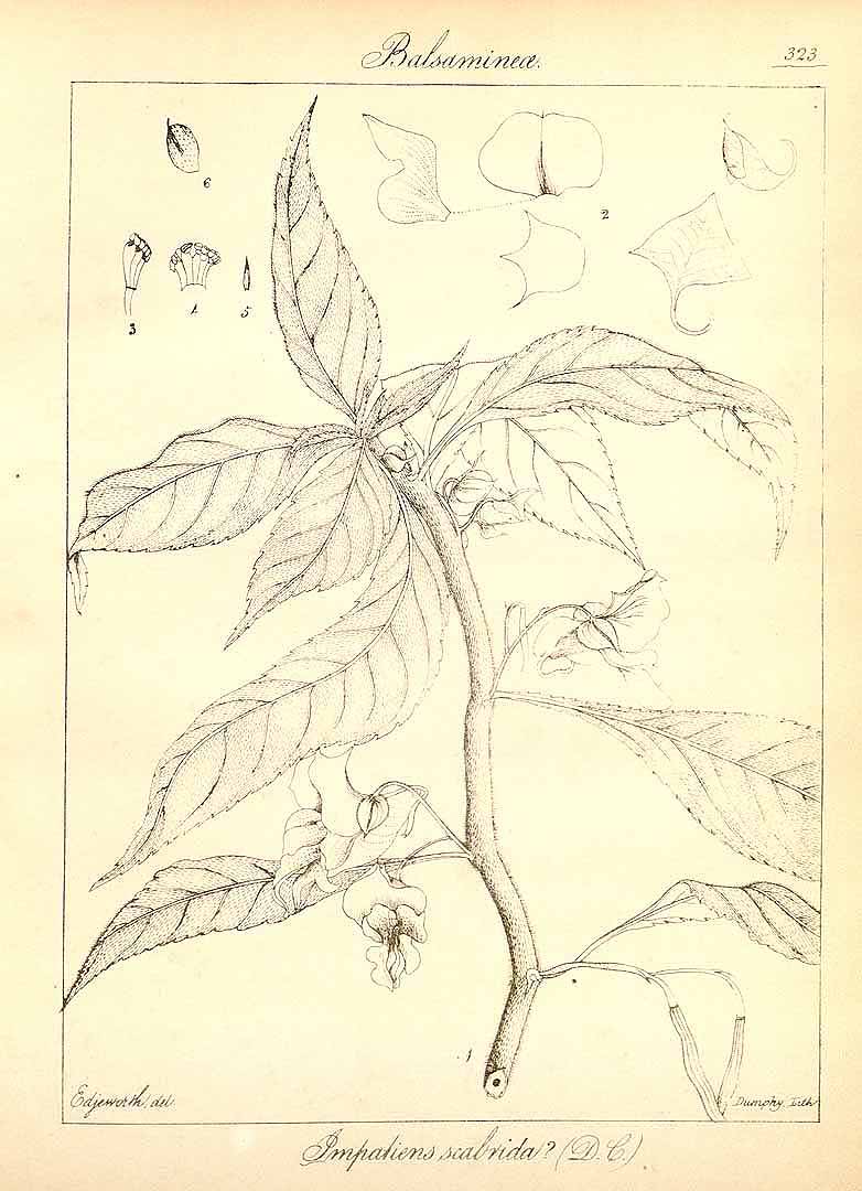 no HD illustration available (3)