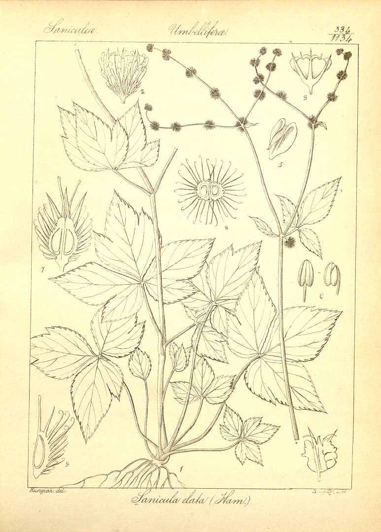 no HD illustration available (3)